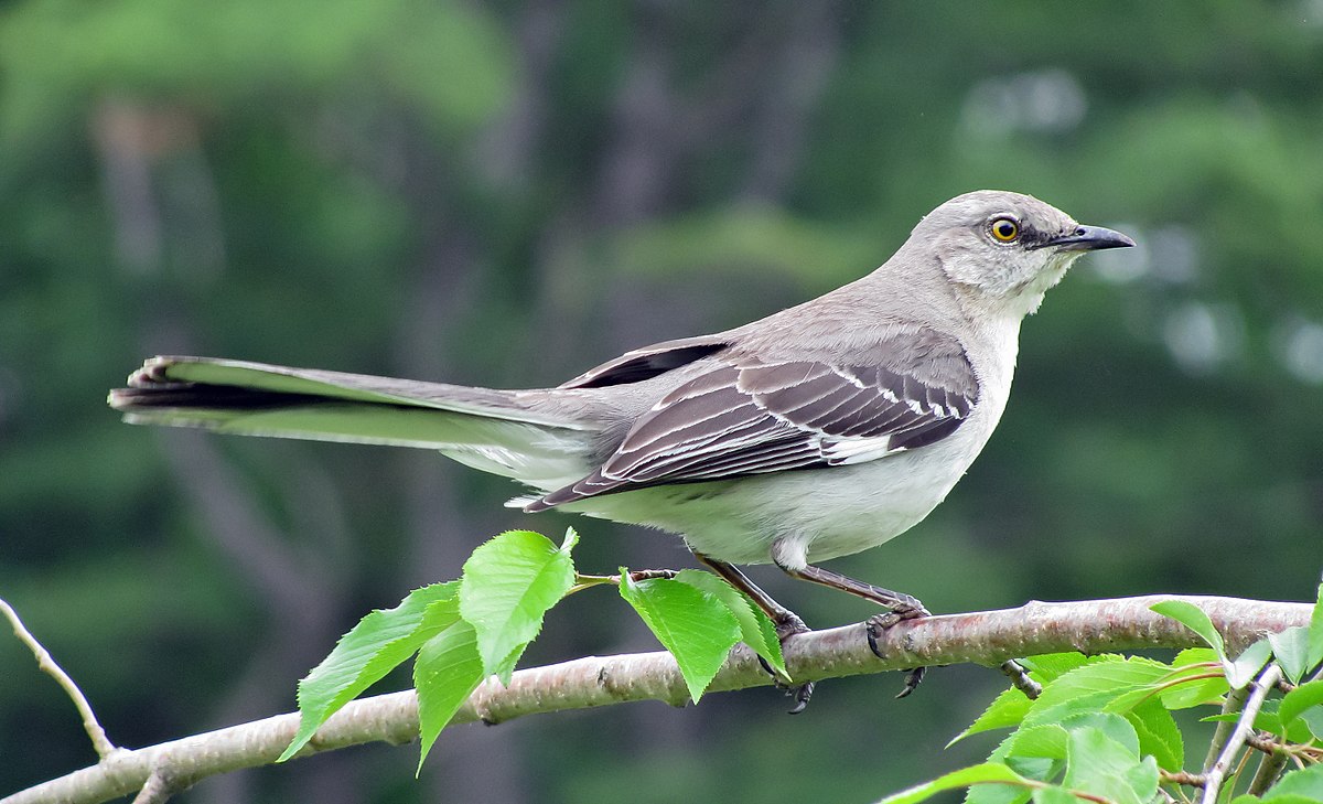 How To Tell A Male From A Female Mocking Bird